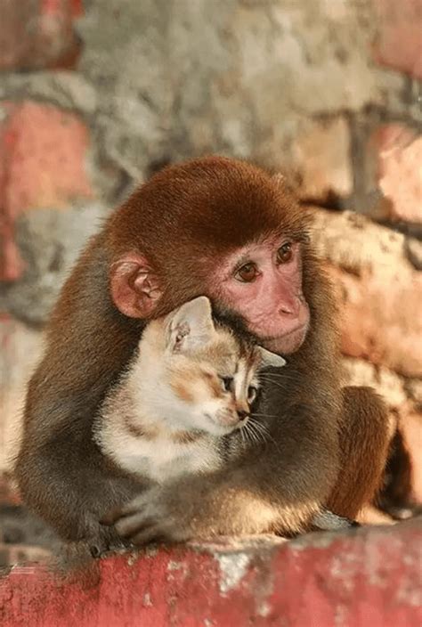 5 Adorable Photos Of Animals Hugging That Will Brighten