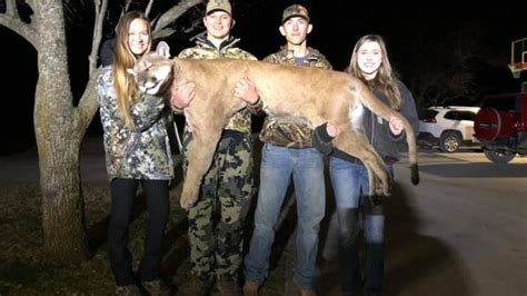 Mountain Lion Suspected Of Killing Thousands Of Dollars Of Missing