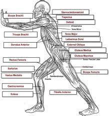 Maybe you would like to learn more about one of these? Lateral muscle chart - labeled | Corpo umano, Corpo, Anatomia