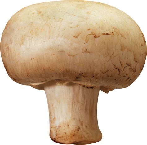Mushroom Png Image Transparent Image Download Size 1276x1262px