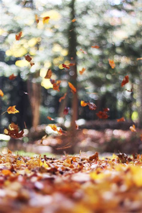 Free Download Autumn Wallpapers Free Hd Download 500 Hq 3456x5184