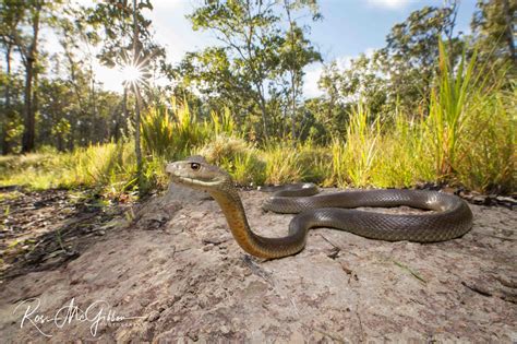 Australian Reptile Photographer Ross Mcgibbon Coastal Taipan Digital