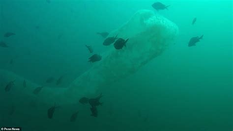 Diver Is Stunned As 30 Foot Sea Serpent Appears Before Him Daily