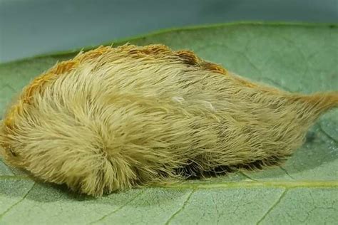 Everything You Need To Know About The Venomous Asp Caterpillars In