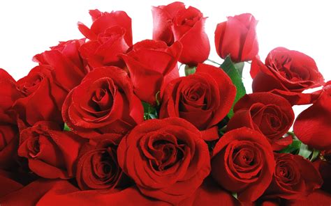 Red Roses Png Hd Png Pictures Vhvrs