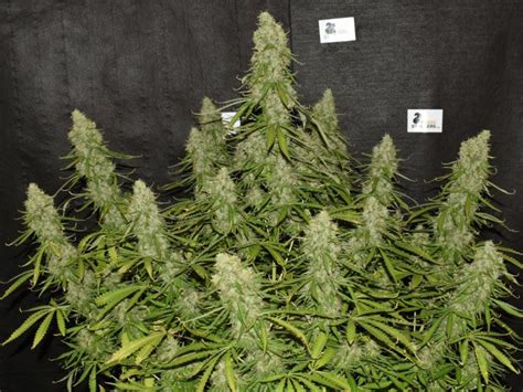 White Widow Autoflower Xxl Cannabis Harvest Growing Review Weedstockers