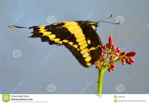 Tiger Swallowtail Butterfly Stock Image Image Of Butterfly Black