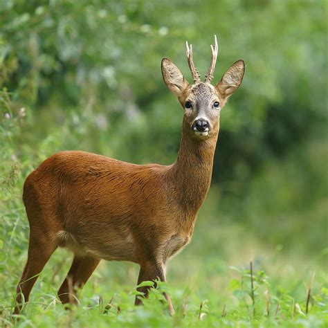 The best deer repellents for your lawn and garden. DIY Deer Repellent | Elite Tree Care