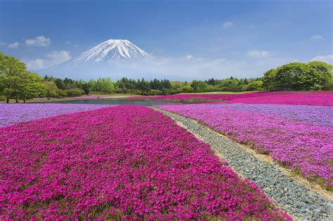 The Moss Phlox Fields At The Base Of Mount Fuji Japan The Pink Strain