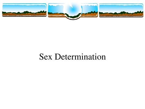 Ppt Sex Determination Powerpoint Presentation Free Download Id1775587