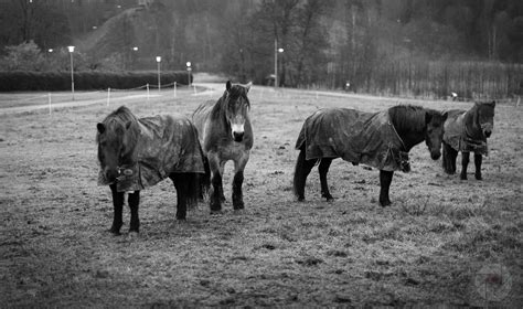 R Photography Studio Rickard Rivellini Horse Series N01