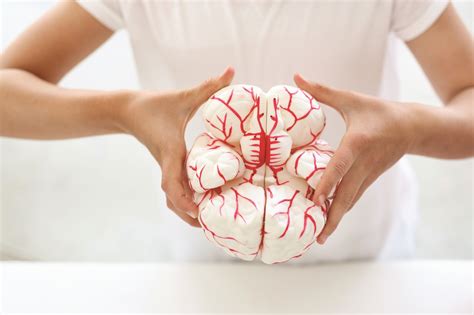 Anatomie Creierul Uman Cu Artere Model Anatomic 241151 Omfal Educational