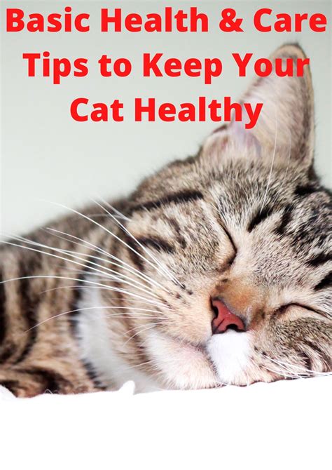 Basic Health And Care Tips To Keep Your Cat Healthy Universty Of Cats