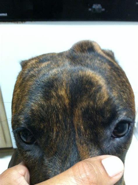 Lump On My 1 Year Old Female Boxers Head Boxer Breed Dog Forums