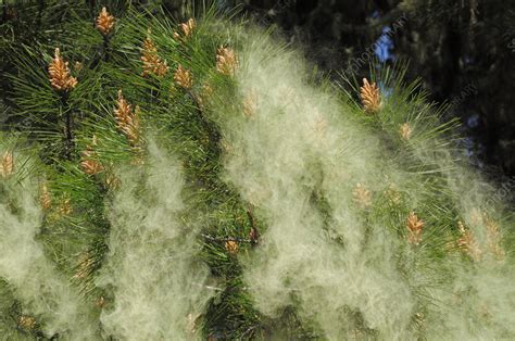 Pine Pollen Stock Image F0317966 Science Photo Library