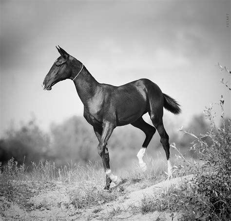 702 Best Horses Akhal Teke Images On Pinterest Horses