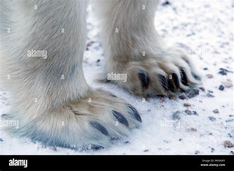 Feet And Claws Of A Polar Bear Ursus Maritimus On Snowy Ground By The