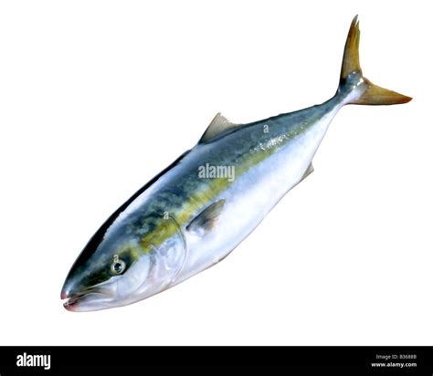 Yellowtail Amberjack Or Great Amberjack Cut Out Stock Images And Pictures