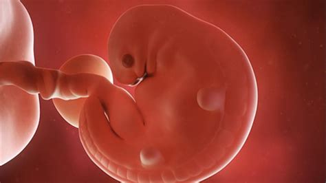 5 semaine de grossesse - 7 SA de grossesse [5ème semaine] | PARENTS.fr