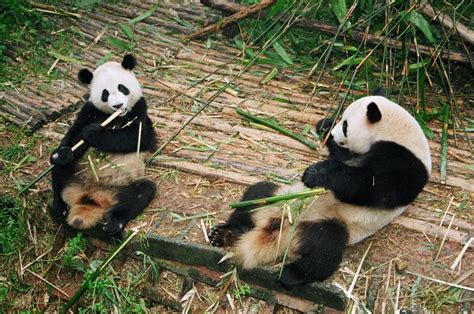 Panda Bears Stock Photo Image Of Bamboos Eating Research 5956760