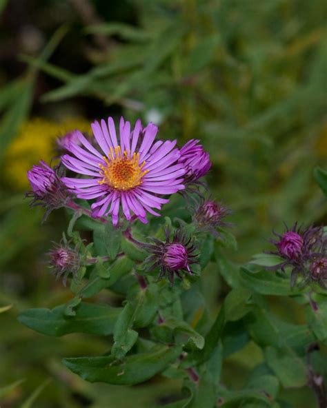 Purple Flower Yellow Center 0676 Flickr Photo Sharing