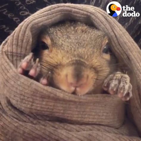 Little Squirrel Loves To Eat Her Veggies And Tuck Herself Into Bed