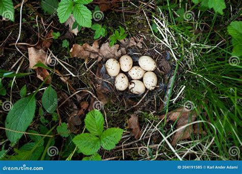 Hazel Grouse Tetrastes Bonasia Nest With Seven Eggs In A Lush Boreal