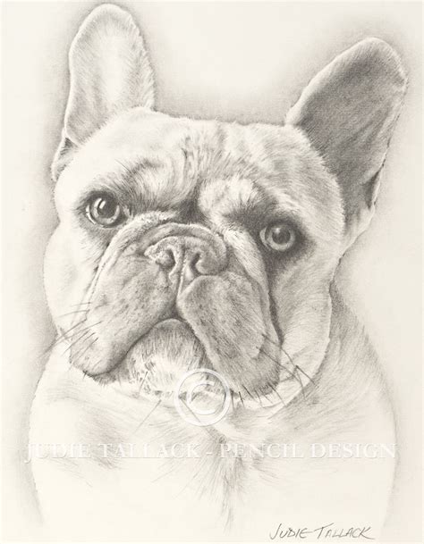 How To Draw A French Bulldog Art Hub Inspire Your Ideas