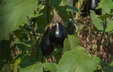 Brinjal Farming Planting Care Harvesting A Full Guide Agri Farming