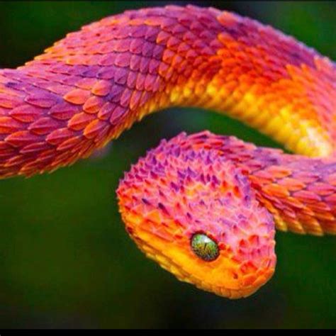 Colorful Snake Reptile Pinterest Beautiful Nature And Colorful