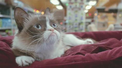 Trailer Grumpy Cats Worst Christmas Ever