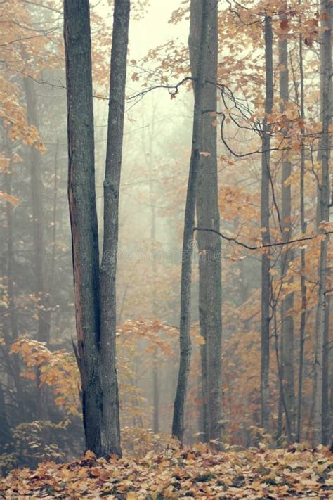 Foggy Autumn Forest Stock Photo Image Of Nature Woods 27251850