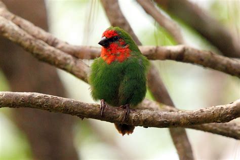 Red Headed Parrot Finch New Caledonia Pretty Birds Cute Birds