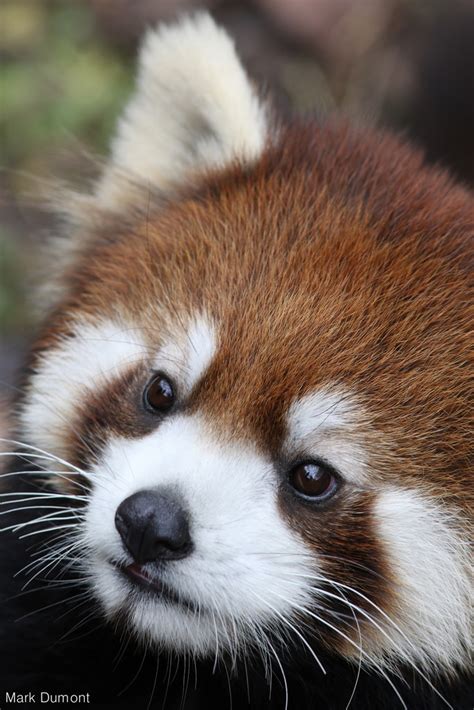 International Red Panda Day Zoos Make A Difference For
