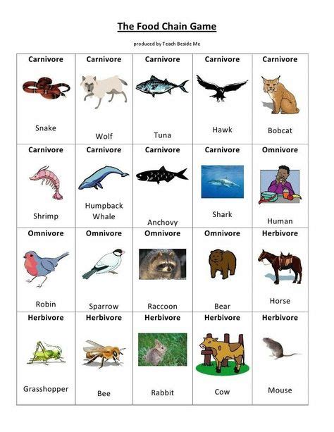 Food Chain For Grade 2