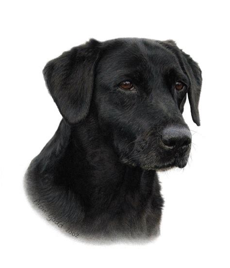 Lab Report Canine Art Dog Artist Labrador Retriever Art