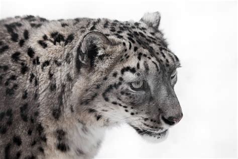 A Snow Leopard Close Up Big Clear Eyes And Lush Fur Stock Photo