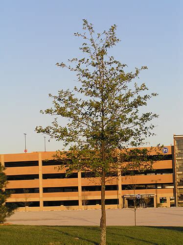 Can be easily pruned to any shape. Non-Native Invasive Trees - Purdue Fort Wayne