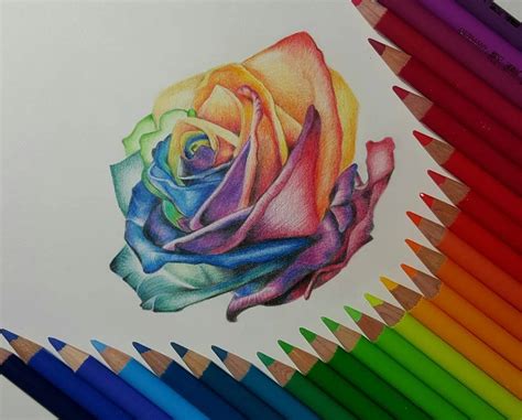 Rose Color Pencil Drawing At Getdrawings Free Download