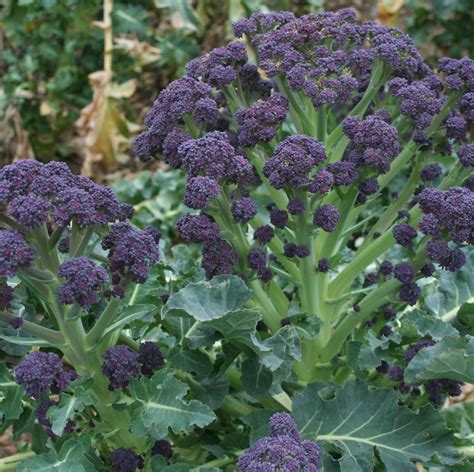 Broccoli Purple Sprouting Archives Tozer Seeds Tozer Seeds