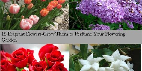 12 Fragrant Flowers Grow Them To Perfume Your Flowering Garden Home