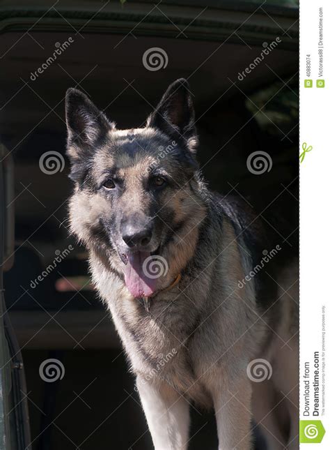 Shepherd Dog Guard Stock Photo Image Of Goods Standing 40883074