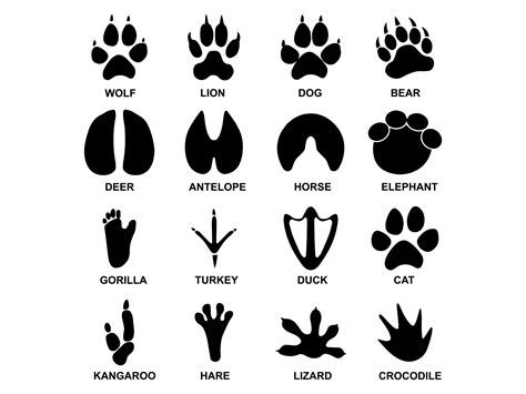 Animal Tracks Svg Silhouette Cricut Animal Footprints Clipart