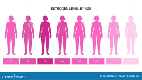 Testosterone Estrogen Level Stock Vector Illustration Of Women