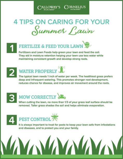 4 Tips On Caring For Your Summer Lawn Calloways Nursery