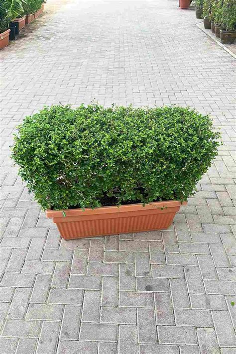 Ehretia Microphylla Buxus Wall Shaped For Sale Online Quick Delivery
