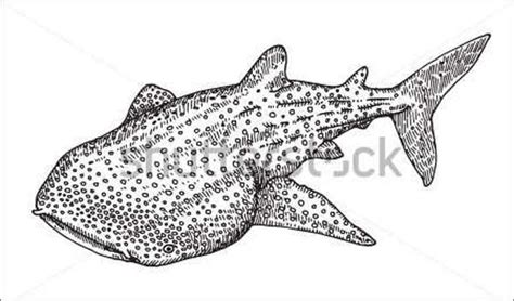 Whale Shark Drawing At Explore Collection Of Whale