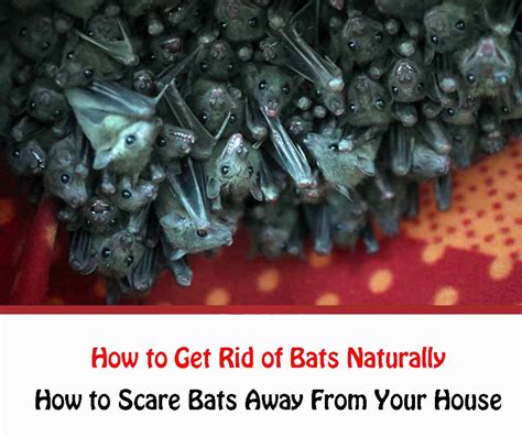 How To Get Rid Of Bats Naturally