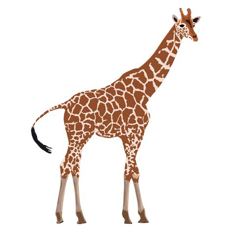 standing giraffe illustration 5273006 vector art at vecteezy