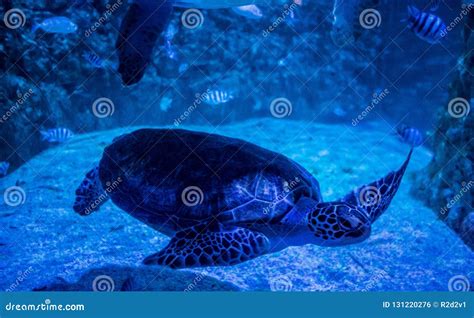 Green Sea Turtle In Aquarium Stock Photo Image Of Egypt Aquarium
